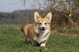 CORGI PEMBROKE 890